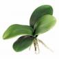 Preview: Orchideen, Luftwurzeln, Laub